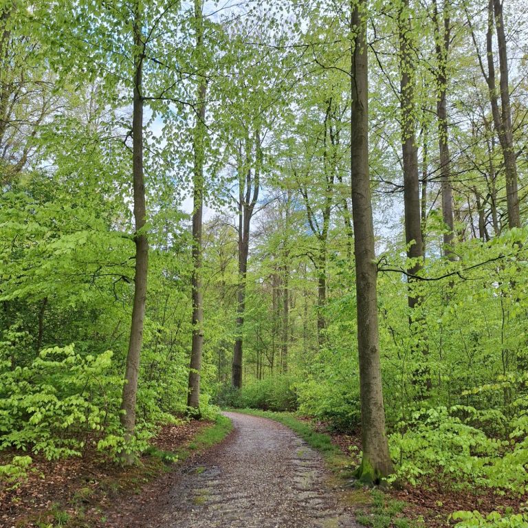 Foto von Bäumen im Gellershagener Park Foto von Bäumen im Gellershagener Park